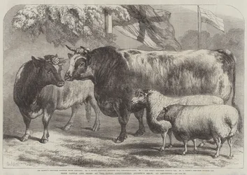 Ganado y ovejas premiados en la exposición de la Royal Agricultural Society, en Leicester